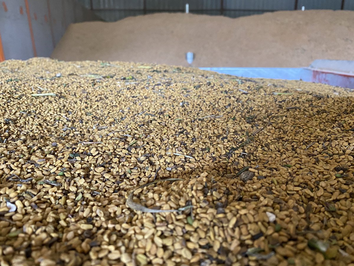 sbneveux's tweet photo. Récolte du #fenugrec ce vendredi,
Paraît que le rendement est record! La chance du débutant !
Cela fait réfléchir : semences, 100 kg de kieserite, moissonneuse batteuse…
Tout n’est pas perdu 😜 https://t.co/9Lu4tKbrNP