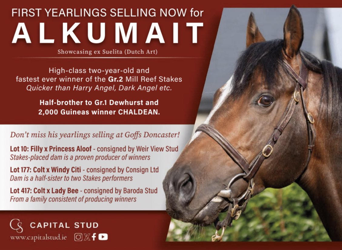 EBN (@bloodstocknews) on Twitter photo ๐ Don't miss the FIRST YEARLINGS by <a href="/Capital_Stud/">Capital Stud</a>'s ALKUMAIT selling NOW ๐
โ
High-class 2YO
โ
Fastest ever winner of the Gr.2 Mill Reef Stakes
โ
Half-brother to Gr.1 Dewhurst and 2000 Guineas winner CHALDEAN
โก๏ธ capitalstud.ie/alkumait ๐ Don't miss the FIRST YEARLINGS by <a href="/Capital_Stud/">Capital Stud</a>'s ALKUMAIT selling NOW ๐
โ
High-class 2YO
โ
Fastest ever winner of the Gr.2 Mill Reef Stakes
โ
Half-brother to Gr.1 Dewhurst and 2000 Guineas winner CHALDEAN
โก๏ธ capitalstud.ie/alkumait