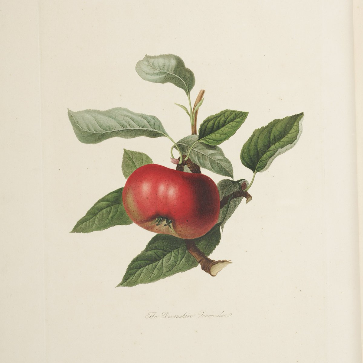 The_RHS's tweet image. We&apos;re marking apple-picking season with these beautiful botanical illustrations by William Hooker (1779-1832) 🍏

Before the invention of photography, the RHS commissioned botanical art to help identify and record different varieties. Find out more: rhs.org.uk/education-lear…