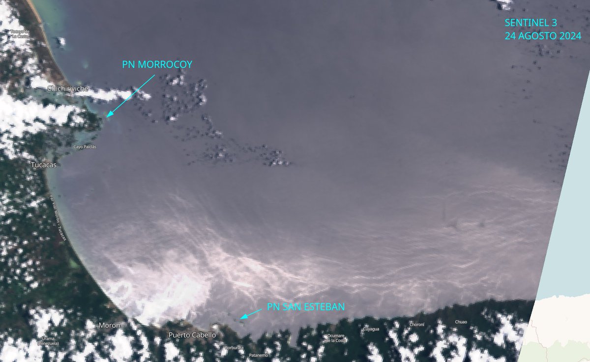 diodon histrix tweet media