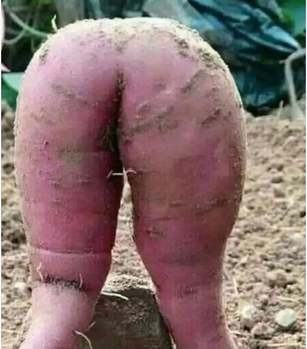 podkarpatka's tweet image. Co za cudaczna marchewka urosła u sąsiada...
Widzieliście taką?
#cudaogrodowe
#marchewka