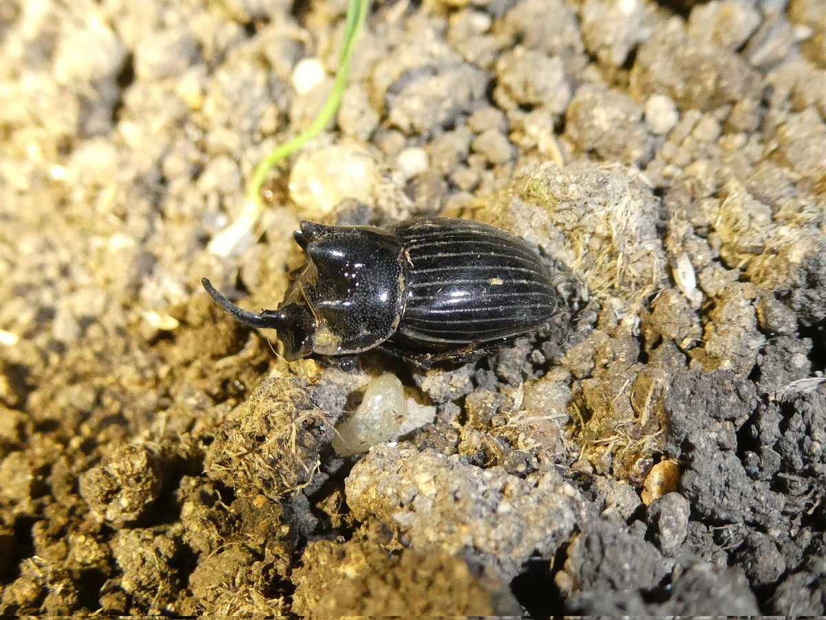 ゴホンダイコクコガネ

街灯にやってきた個体。北海道は哺乳類がおおいので糞虫も多いです。