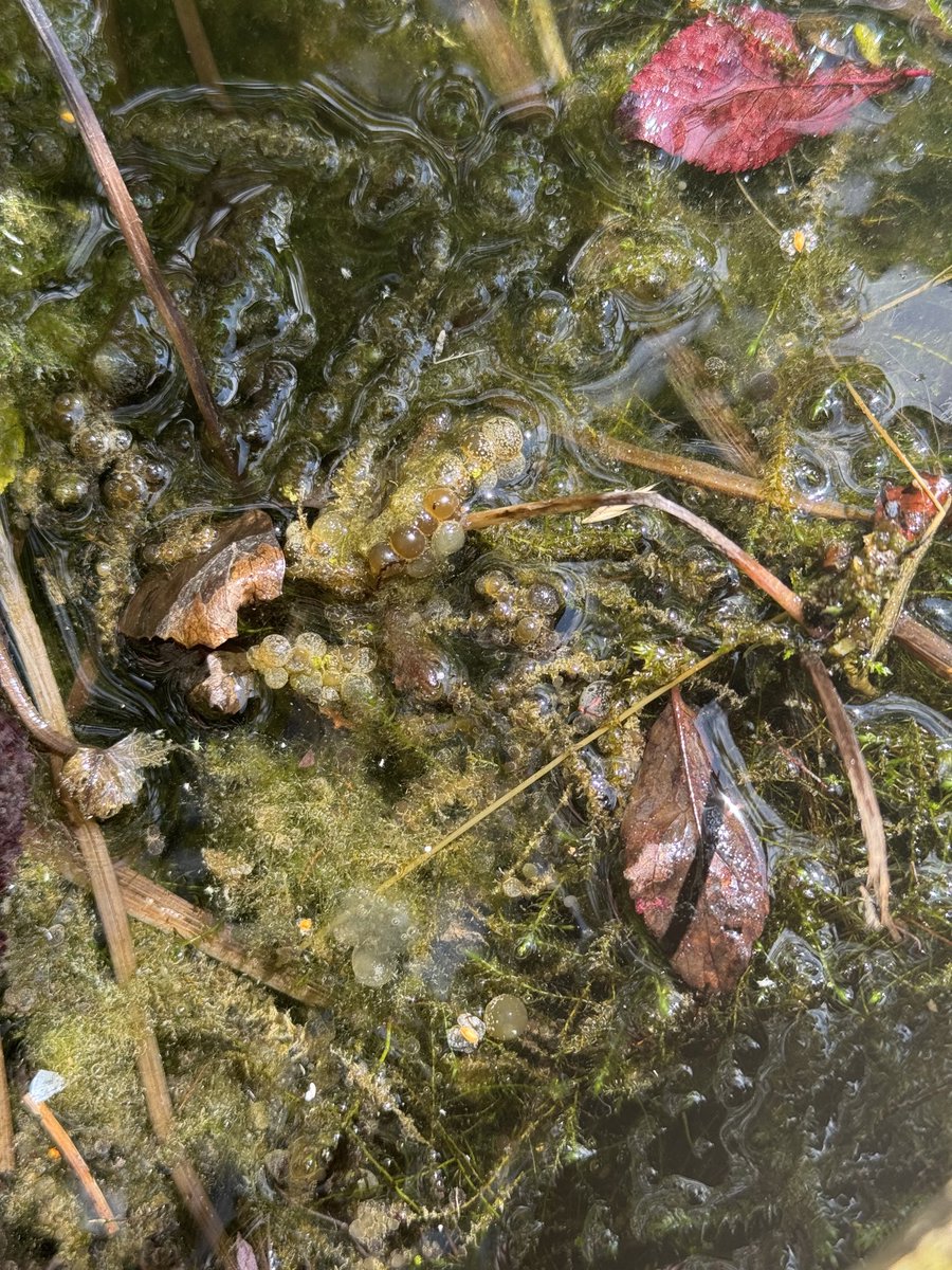 Hi ⁦<a href="/Kate_Bradbury/">Kate Bradbury 🏳️‍🌈</a>⁩ 👋 my pond has got very full of its vegetation and I need to weed it a bit but I don’t want to risk losing any of its wildlife (Great Crested Newts, Dragonfly nymphs, Water Boatmen etc) Do you know what these ‘bubbles’ are? Are they eggs? Thanks! 🙏