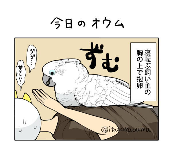 オウム的にはベストポジション