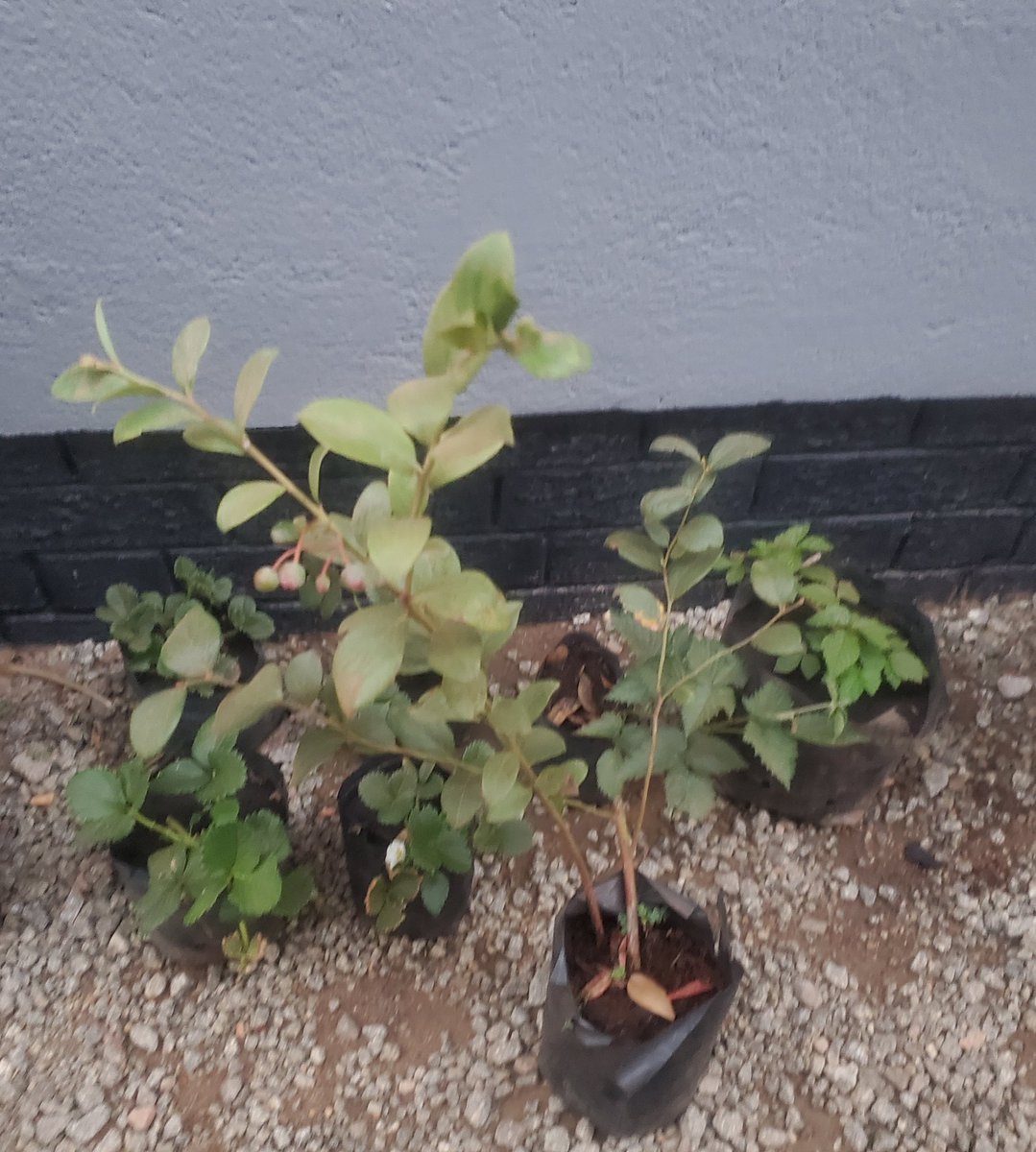 simonfinch64's tweet photo. Trying to see if I have some green fingers , planted some  fruit this morning.  Strawberries,  Blueberry,  Raspberry and Blackberry,  fruit for cereal and for a mildly intoxicating drink as my buddy Joe says @KingJayZim https://t.co/ATCUjk6SLp