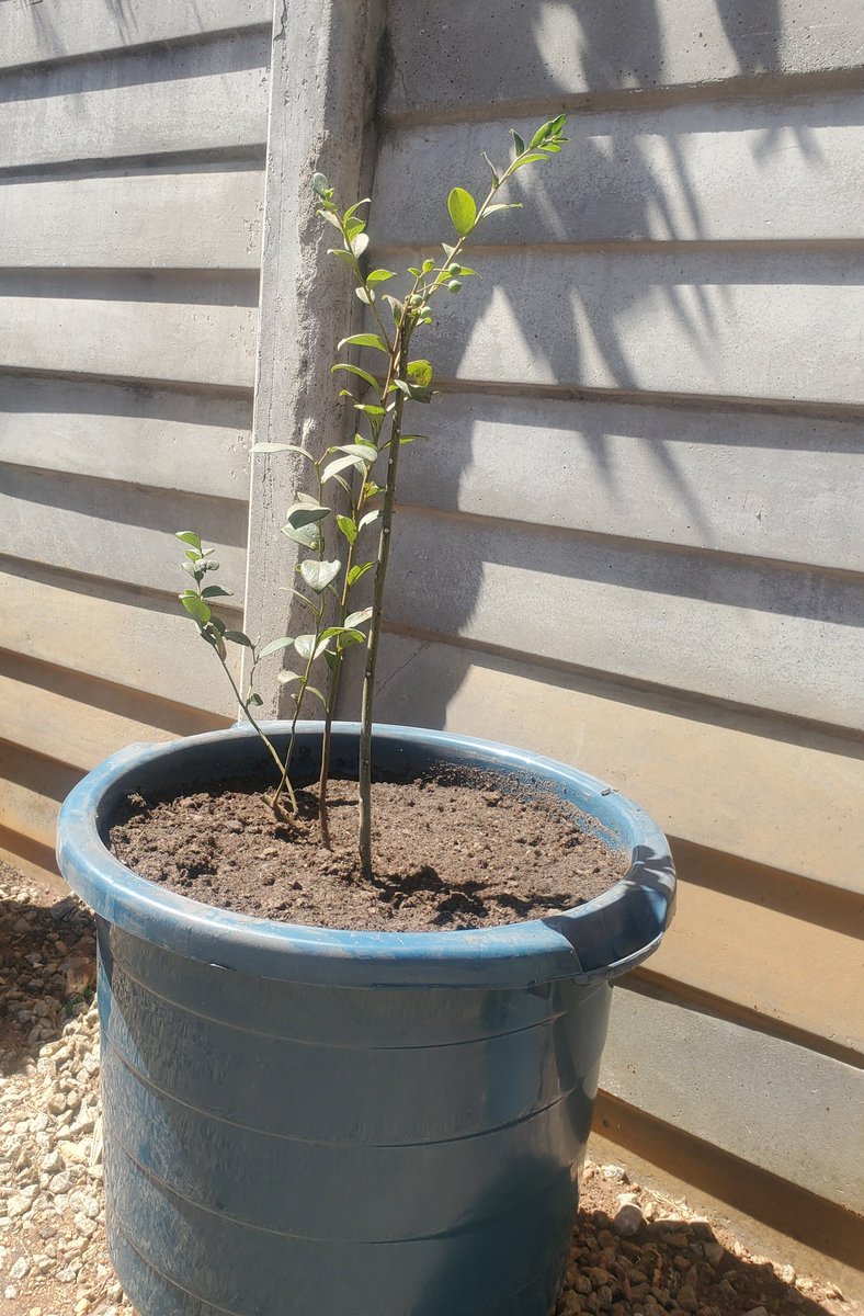 simonfinch64's tweet photo. Trying to see if I have some green fingers , planted some  fruit this morning.  Strawberries,  Blueberry,  Raspberry and Blackberry,  fruit for cereal and for a mildly intoxicating drink as my buddy Joe says @KingJayZim https://t.co/ATCUjk6SLp