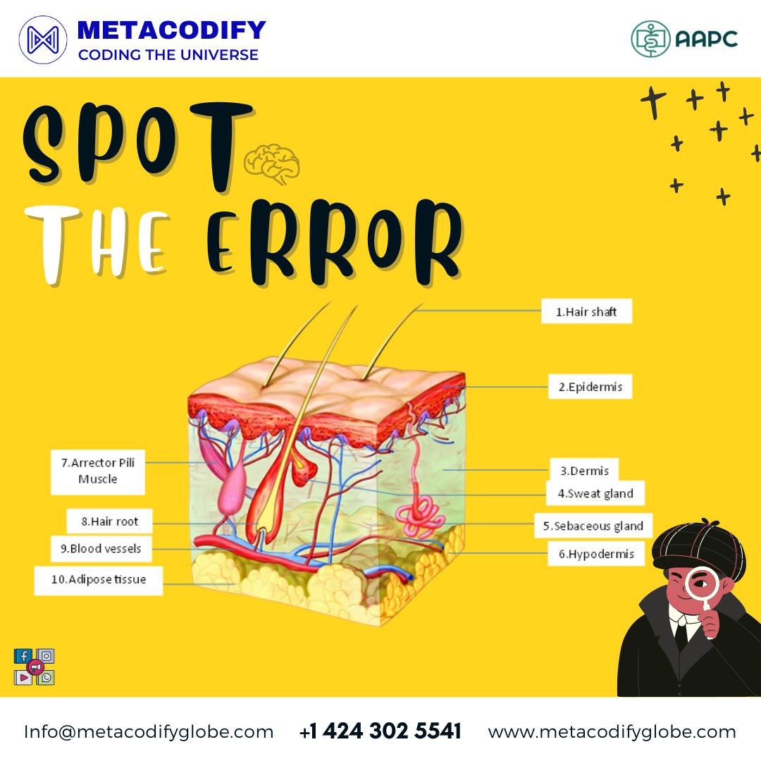Metacodify's tweet image. Spot the Error: Can You Find the Mistake in This Diagram?
Test your medical coding and anatomy skills! Spot the error in this diagram and share your answer in the comments. Challenge your friends!
#MedicalCoding #AnatomyChallenge #Metacodify #SpotTheError #MedicalEducation