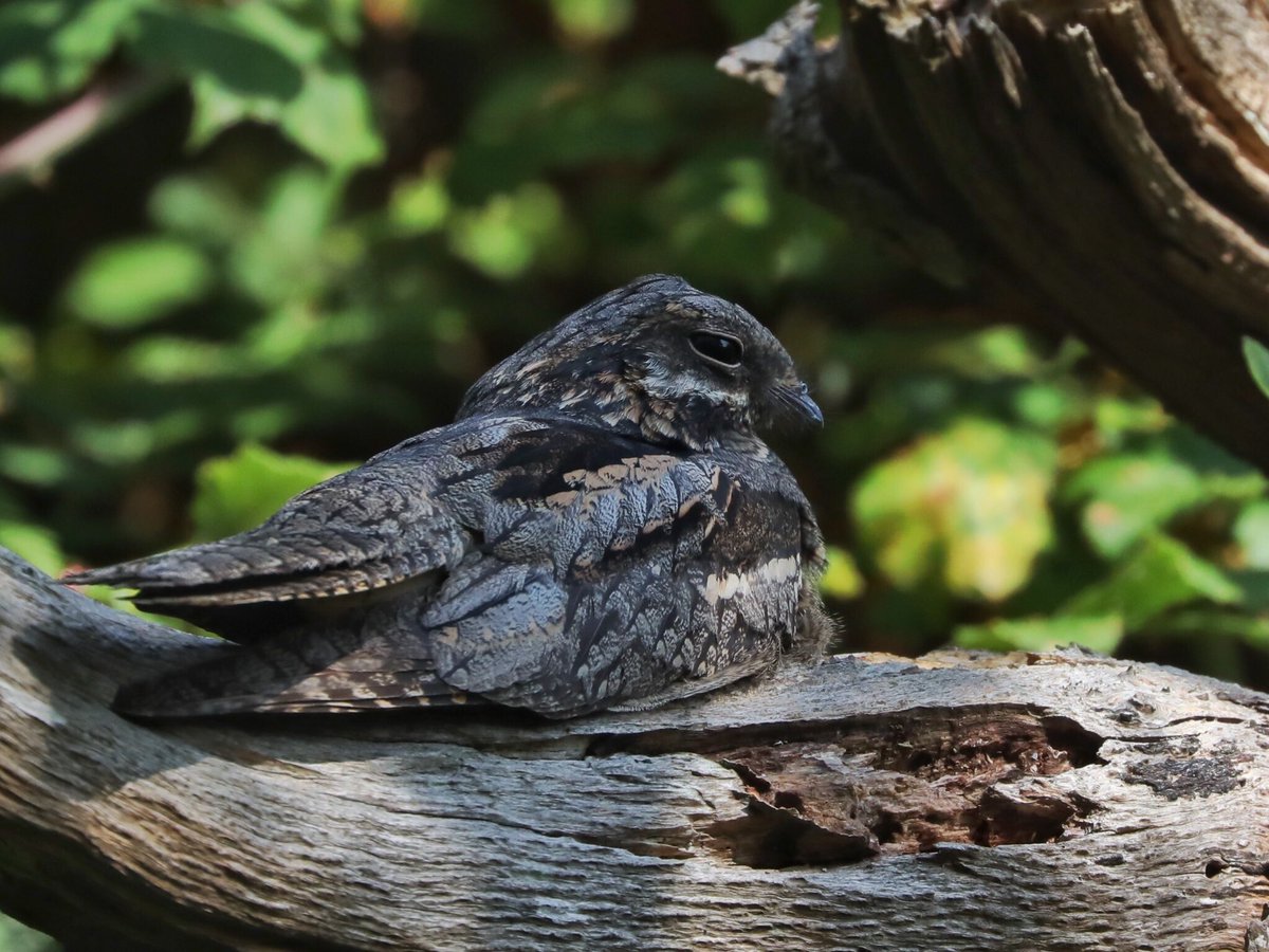 Tim Oakes tweet media