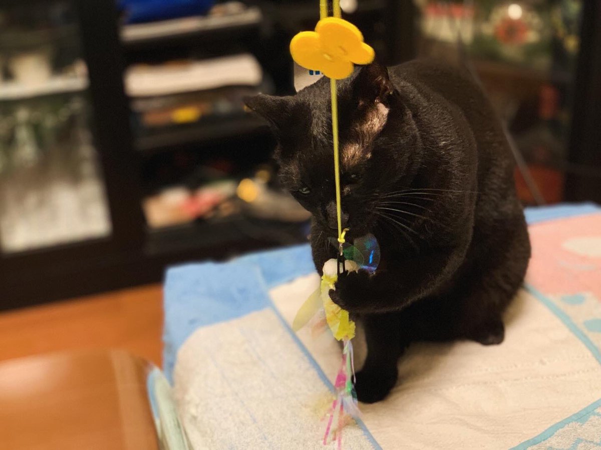 nekobatake's tweet photo. 大阪吹田市現在の気温は28度🐬🌃
昨日のジュノちゃん🎀に続いて
ななくん🐈⬛も
新しいおもちゃに夢中です😻
とにかく引っ張る引っ張る😅
元気です😼💪
#ねこばたけ #ねこのいる生活 #ねこごはん #猫のいる幸せ #にゃんすたぐらむ #キャットフード #いつもありがとうございます #nekobatake #Nutro #animonda
#シルキャット #ねこみ〜る #夏 #猛暑 #キャンペーン