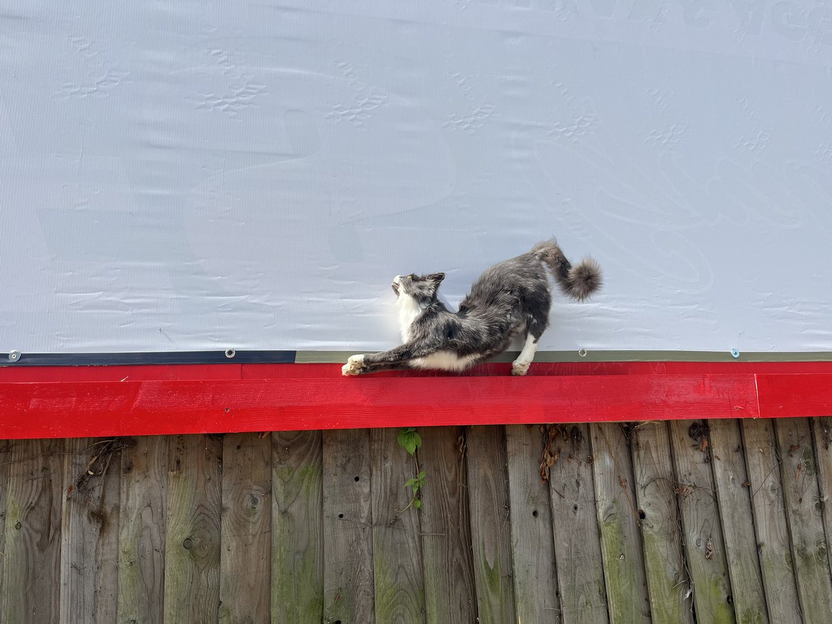 Banksy wouldn’t do a real stuffed cat would he? In the site of the new billboard which was put up to replace the one he graffitied with a beautiful black cat. #Banksy #cricklewood <a href="/guardian/">The Guardian</a>