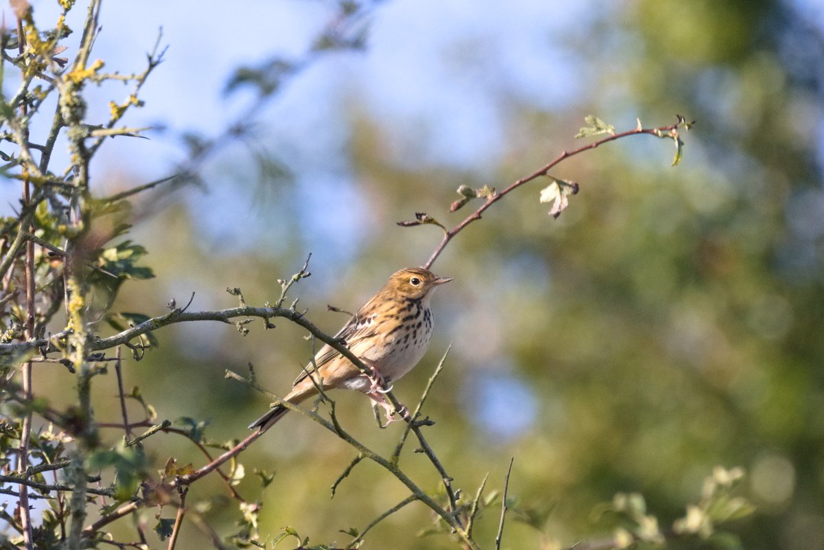 Tom (@t_omissus) on Twitter photo Let up in the weather and some evidence of migration up at Hastings CP this morning, including 2 Willow Warbler, 2 Lesser Whitethroat, 5 Wheatear, 6 Yellow Wagtail, 2 alba Wagtail and 4 Tree Pipit (pictured). <a href="/SussexBirding/">Sussex Birding</a> <a href="/SussexOrnitholo/">Sussex Ornithology</a> Let up in the weather and some evidence of migration up at Hastings CP this morning, including 2 Willow Warbler, 2 Lesser Whitethroat, 5 Wheatear, 6 Yellow Wagtail, 2 alba Wagtail and 4 Tree Pipit (pictured). <a href="/SussexBirding/">Sussex Birding</a> <a href="/SussexOrnitholo/">Sussex Ornithology</a>