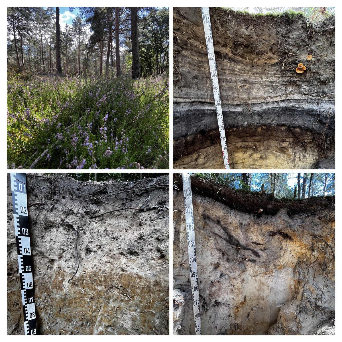 Marcus Schiedung (@mschiedung) on Twitter photo This Friday we had a Young Professionals in Soil Science #YPSS communication workshop lead by alerceenvironmental.com
Afterwards some nice soil profiles typical for the periglacial German region!
Supported by the German Soil Science Society and <a href="/Thuenen_aktuell/">Thünen-Institut</a> This Friday we had a Young Professionals in Soil Science #YPSS communication workshop lead by alerceenvironmental.com
Afterwards some nice soil profiles typical for the periglacial German region!
Supported by the German Soil Science Society and <a href="/Thuenen_aktuell/">Thünen-Institut</a>