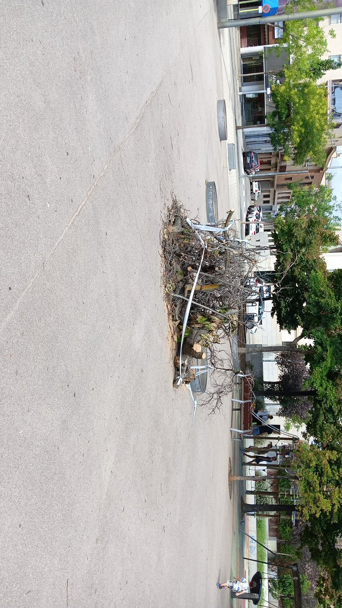 4 arbres menys a #LaCreuAlta