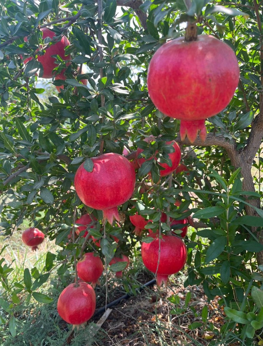 ElemanFor's tweet image. Pomegranates available from Egypt 🇪🇬
