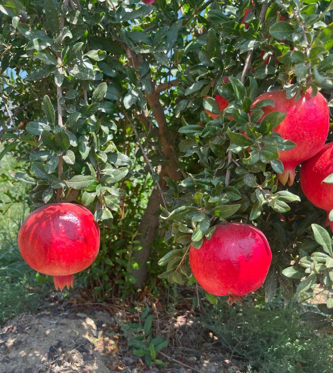 ElemanFor's tweet image. Pomegranates available from Egypt 🇪🇬