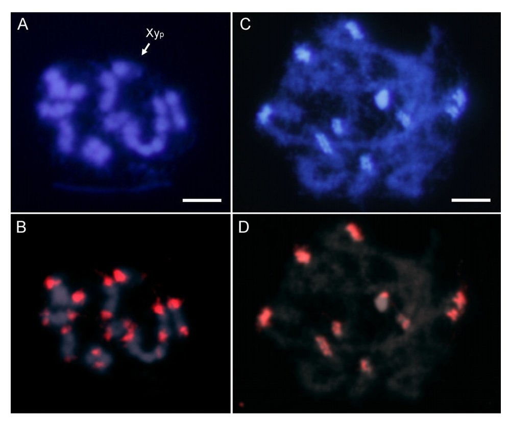 _PabloMora_'s tweet photo. Good news! New work published! Not only a new satellitome analysis on 🐞 🐞 but also chromosome rearrangements
@CitoJaenOmica
@PedroPlorite
@Sebastian_Pita_
@eemontiel
@D_CabraldeMello
@Josema2019

https://t.co/FX2c0gfGrL https://t.co/AXRSgp5qP1