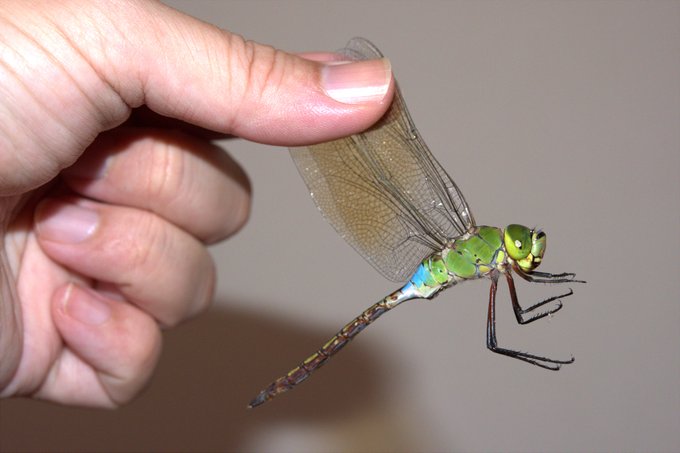 ギンヤンマが部屋の窓に突っ込んできた 