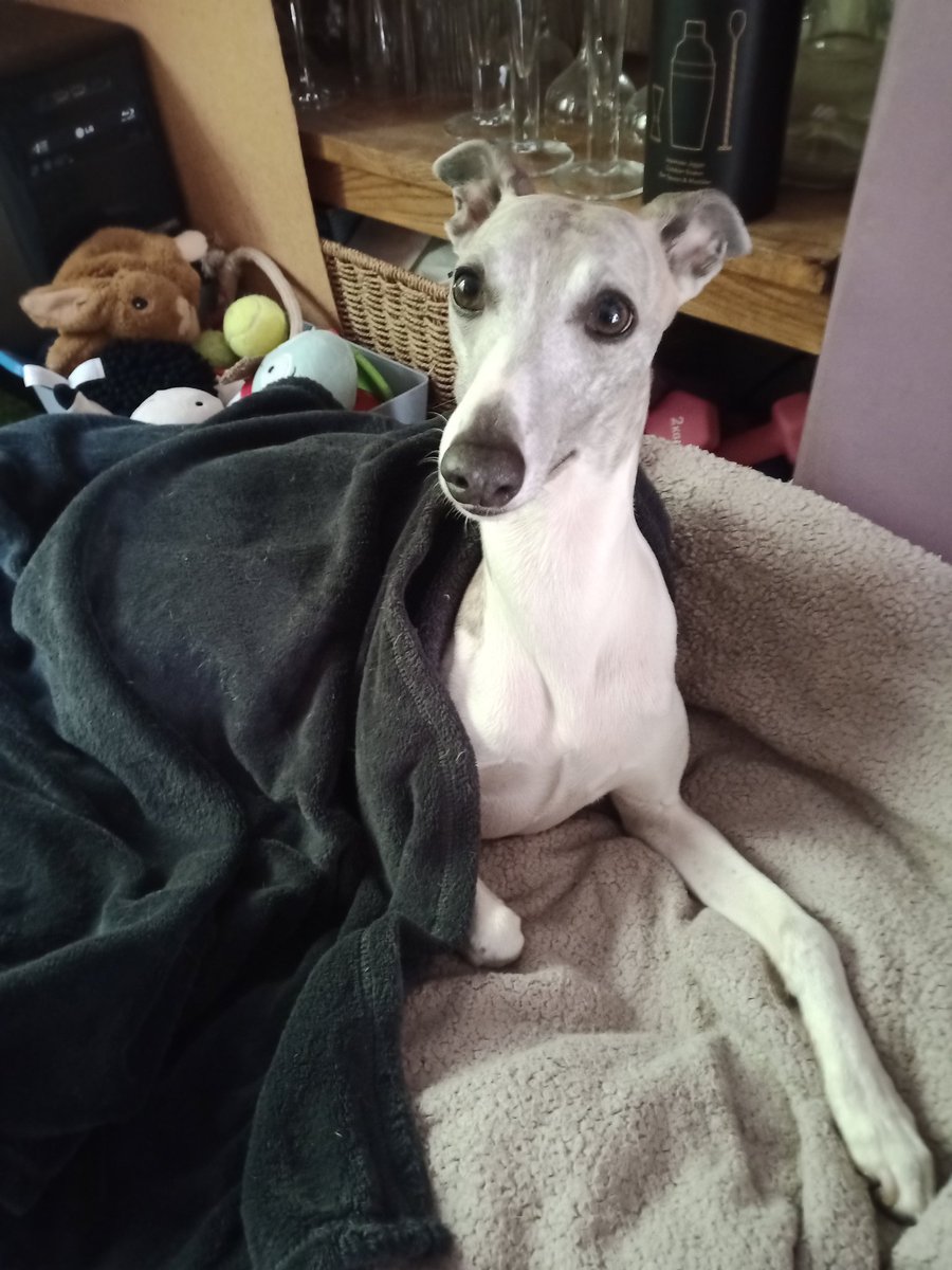 Hello! It's Sunday and the humans are having a "tapper's night" whatever that is.
It doesn't matter because it means cousin Gertie is coming over! 😃♥️♥️🐾🐾