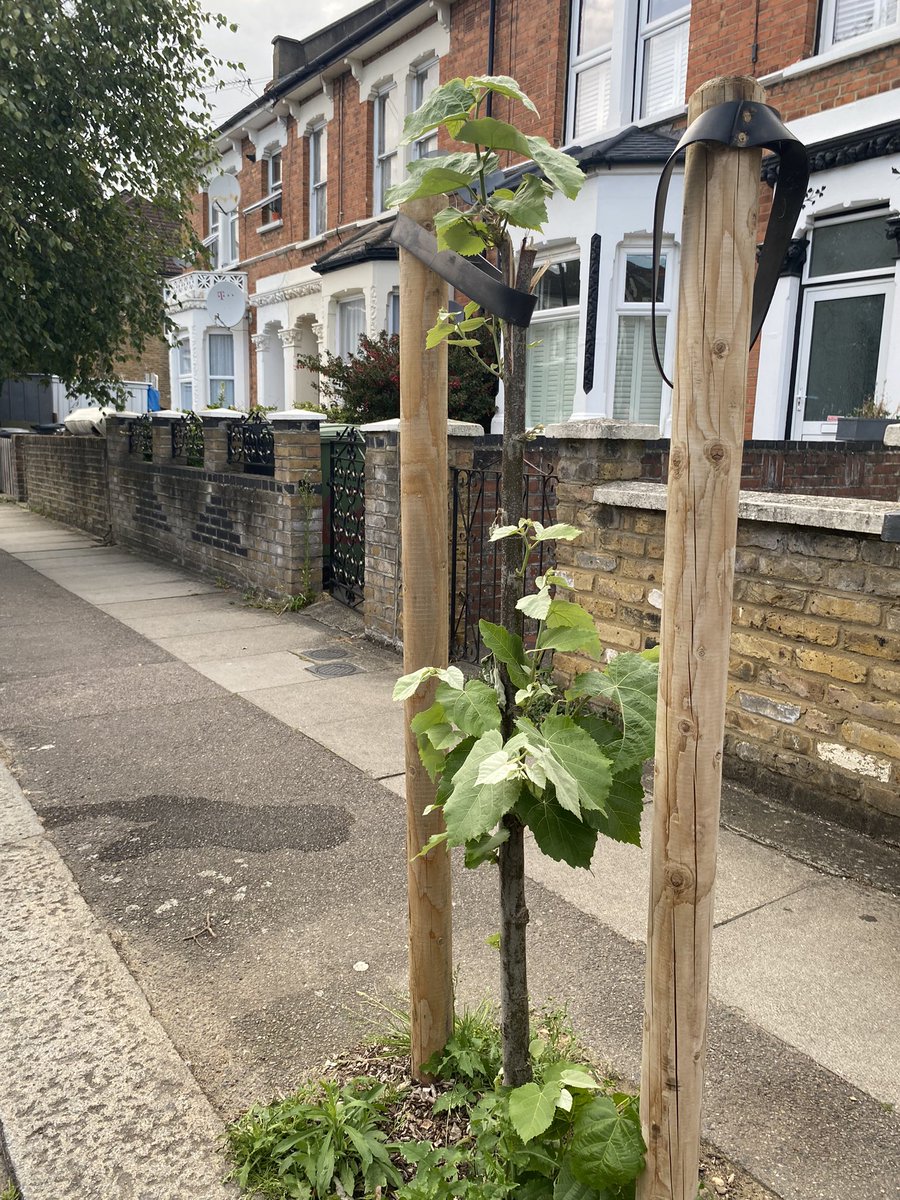 It’s amazing how resilient nature can be. 
This newly planted street tree was snapped in half several weeks ago and these images were captured earlier this week. It may have lost its entire top branches but there’s still much life bursting through its open wound.
@stfllondon