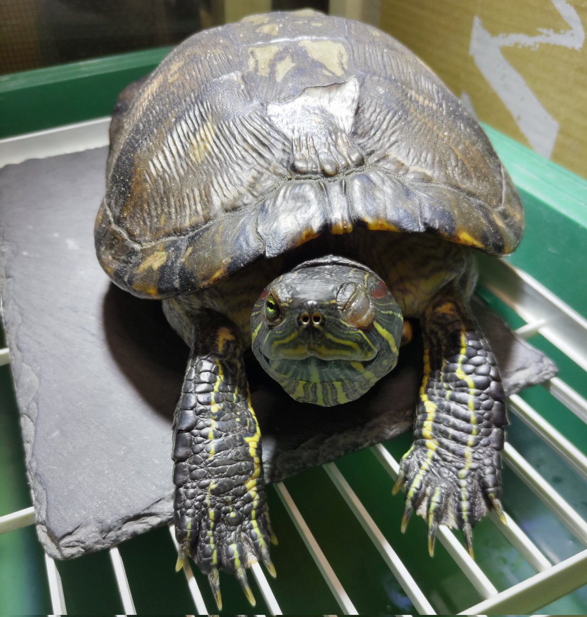 DrillUsagi's tweet photo. ひるまちゃん、甲羅の脱皮間近。甲羅がめくれてきて、ウインク😉 https://t.co/zBRVpNg6EQ