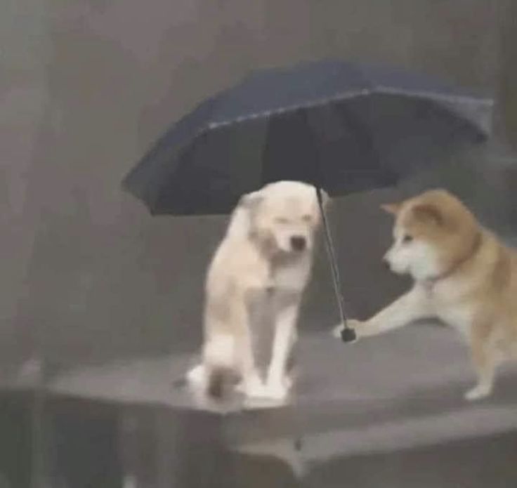 visionair1161's tweet photo. 🌧 https://t.co/KZQAHVvVbG