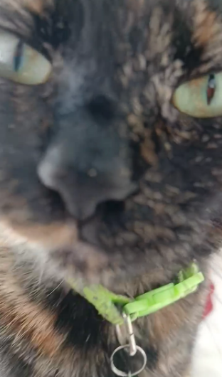 ForgetMeNotR99's tweet image. I stole this creature from this 'digmenot ceo' goop thing...

What do i call it?