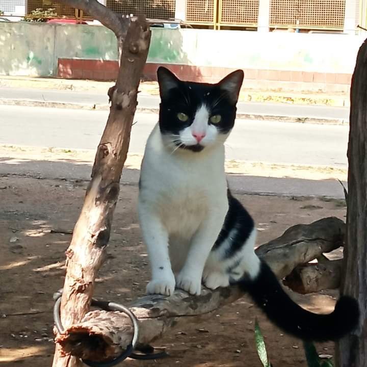 2 años de tu rescate misu bonito ❤️