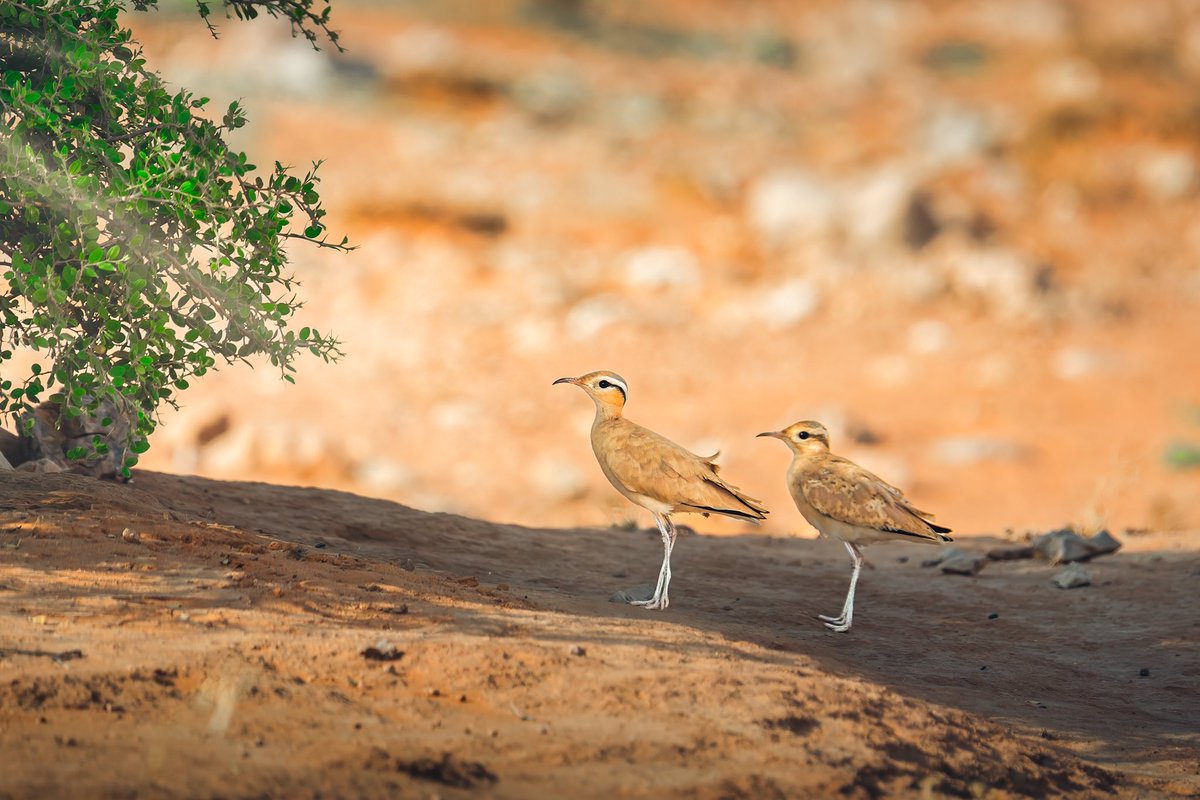 ناصر العثمان tweet media