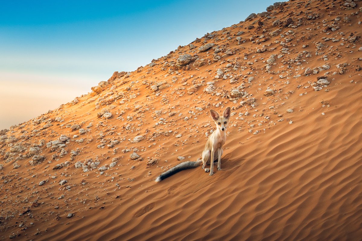 ناصر العثمان tweet media