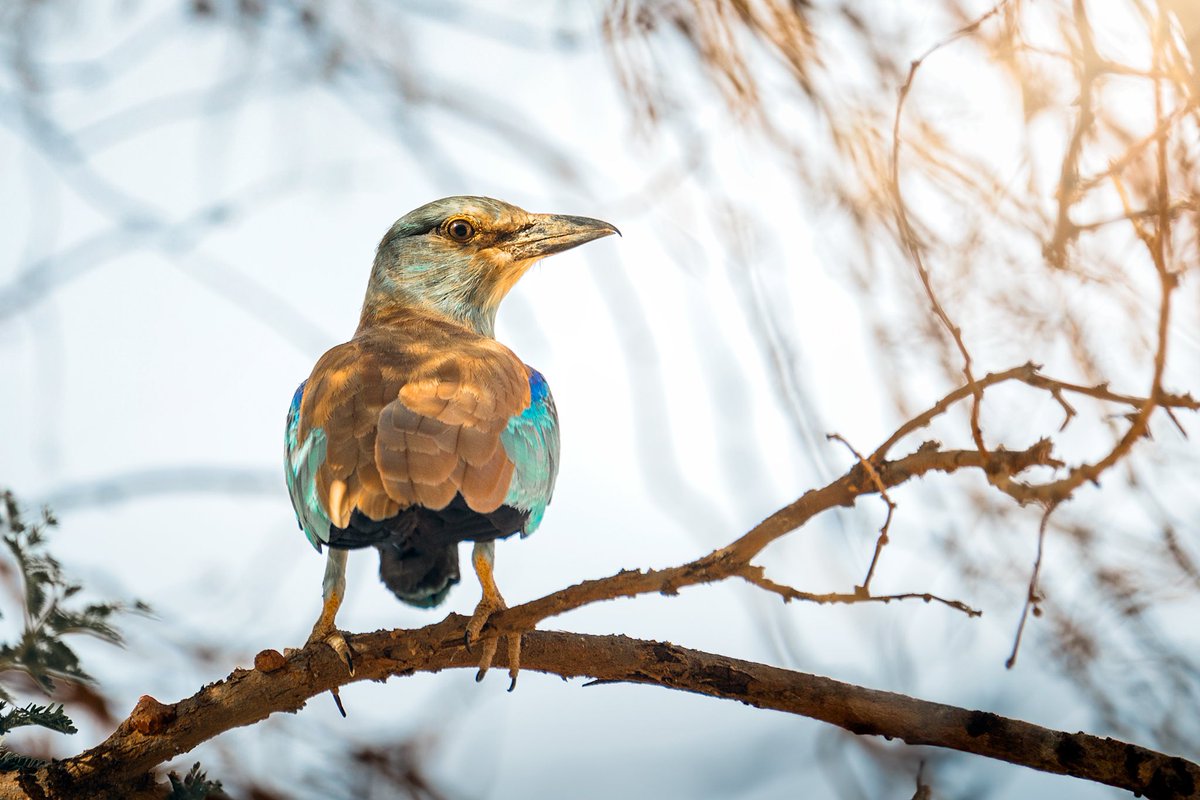 ناصر العثمان tweet media