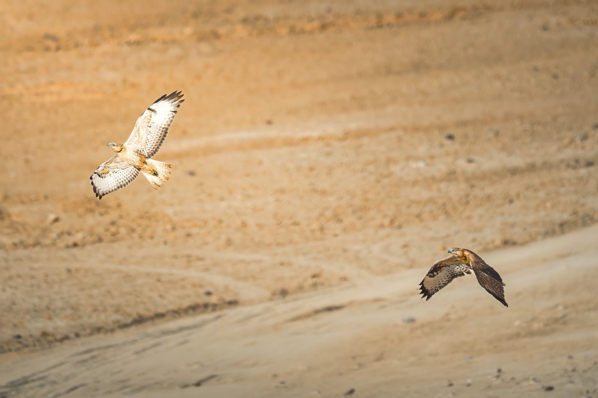 ناصر العثمان tweet media