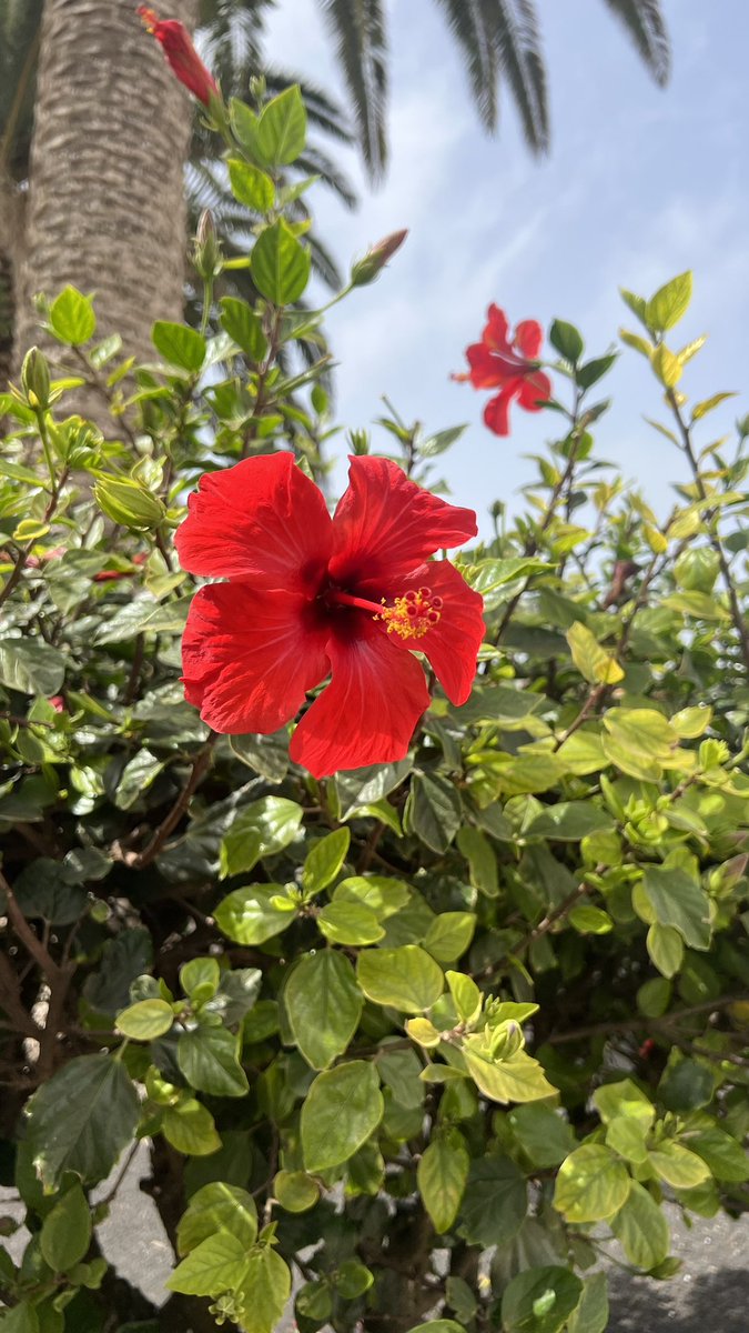 bymunne's tweet photo. LANZAROTE diaries 𖤓°⋆siendo sirena por la isla 🧜🏻‍♀️ lectura actual, ritual para manifestar y más...
https://t.co/M2u1BRA3uK https://t.co/WJxDpBHnCe