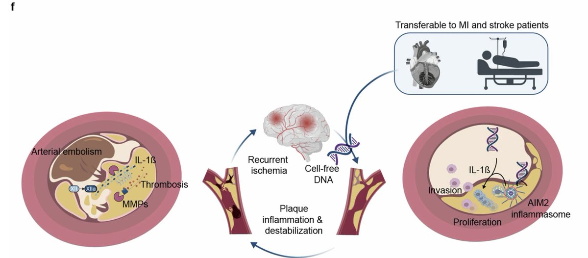 AG4 - Vaskuläre Biologie (@ag4_dgk) on Twitter photo We're excited to announce that our "Paper of the Month" feature is back on track! 🎉 Each month, we'll spotlight groundbreaking research in vascular biology. Stay tuned for the latest insights and advancements in our field. #VascularBiology #CardioTwitter We're excited to announce that our "Paper of the Month" feature is back on track! 🎉 Each month, we'll spotlight groundbreaking research in vascular biology. Stay tuned for the latest insights and advancements in our field. #VascularBiology #CardioTwitter