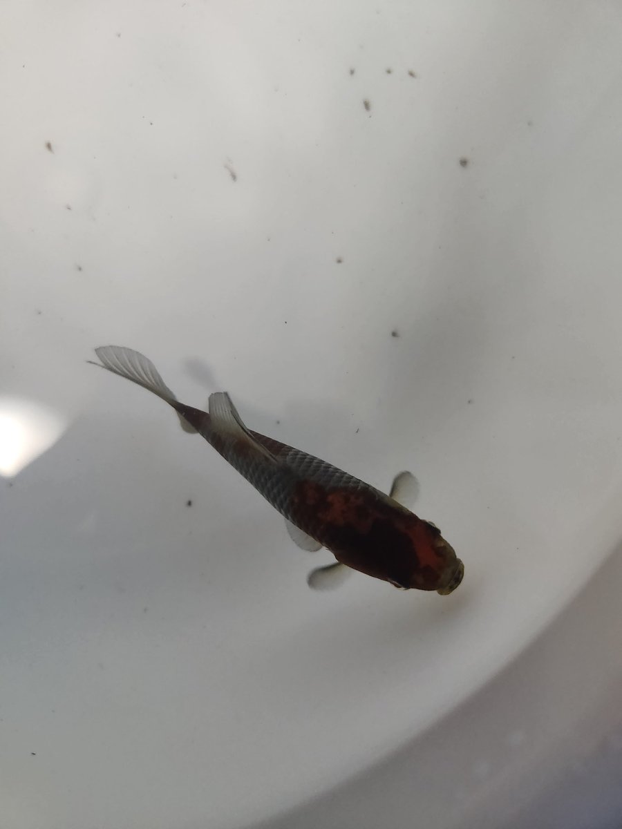 今日はアクアグァポスさんでの翔鱗会の即売会へ。豊田氏の銀鱗墨玉さばと今井氏の銀鱗墨和金を購入。渋くて素敵。

#アクアグァポス
#金魚
#翔鱗会