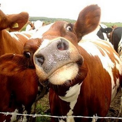 creepydotorg's tweet photo. 23. Joao Maria de Souza from Brazil was killed in 2013 when a cow fell through his roof and crushed him while he slept. https://t.co/dyvLrXiHcY
