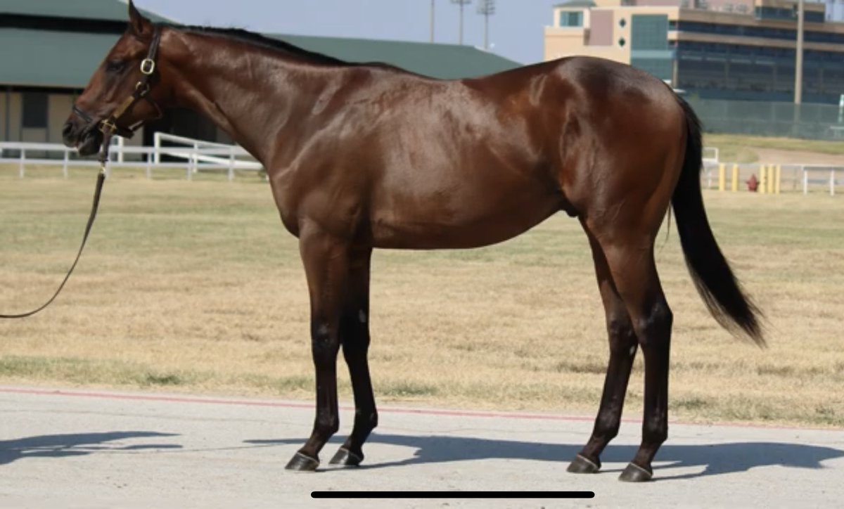 AmyBayle's tweet photo. Hip #24, accredited Oklahoma-bred colt by Known Agenda, selling at the TTA Texas Yearling Sale on Monday. See him with Scott Mallory in Barn E1. https://t.co/JEEOvJeSVA