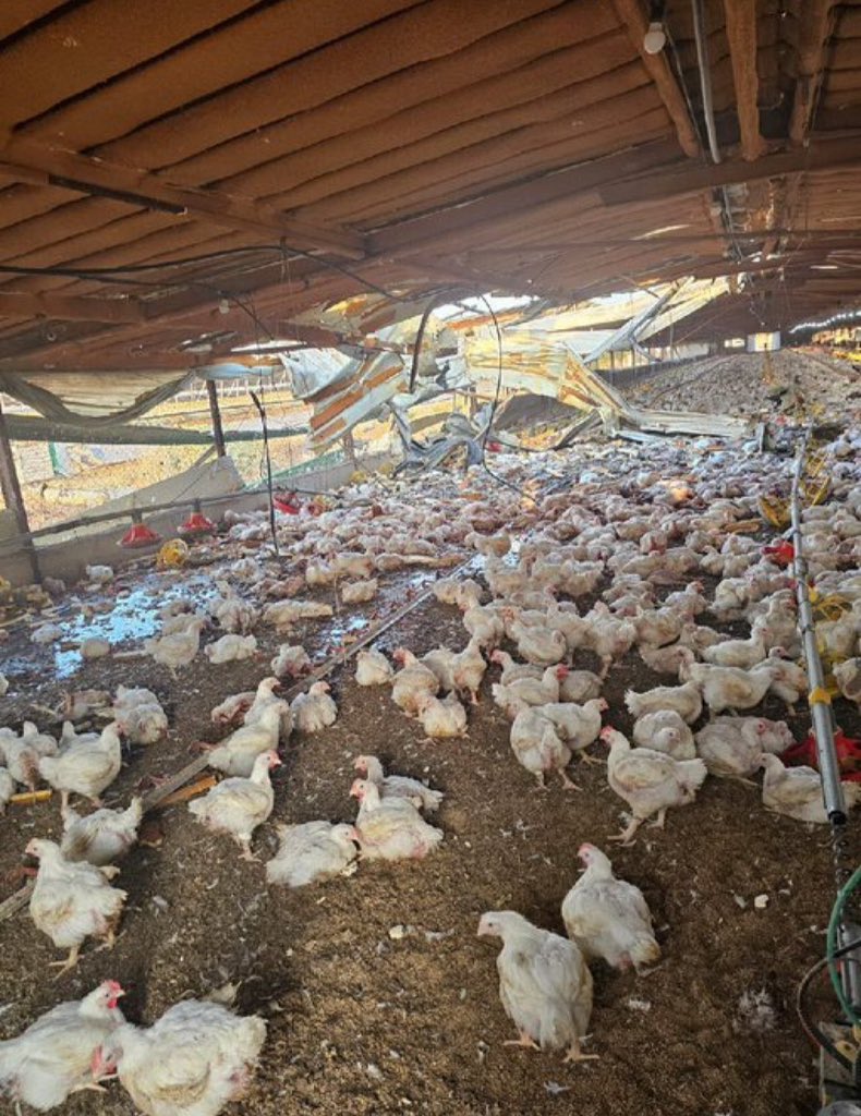 حزب الله :

العملية استكملت بنجاح .

——-
الموت للدجاج .. 
اللعنة على الكتاكيت ..
Baby Shark..doo..doo 🌷