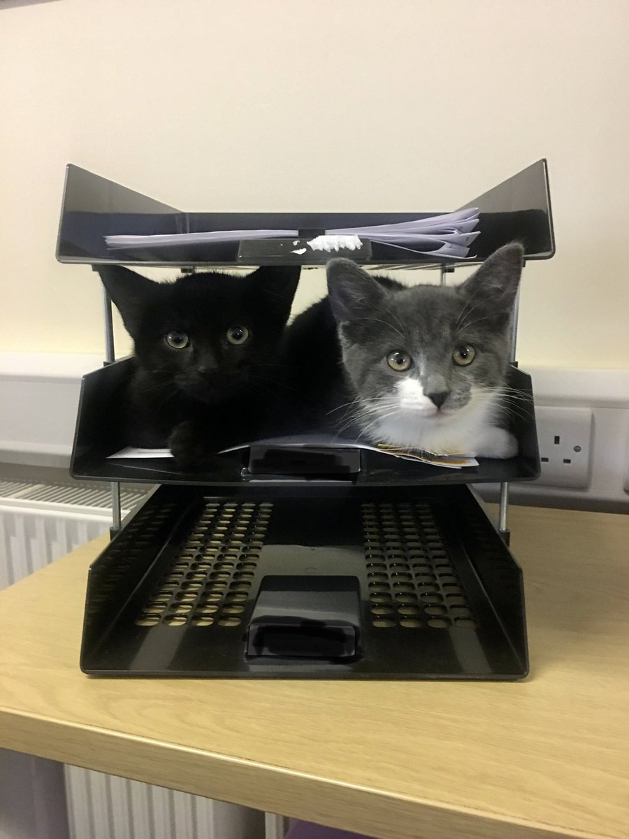 cats with jobs 🛠 (@catworkers) on Twitter photo 