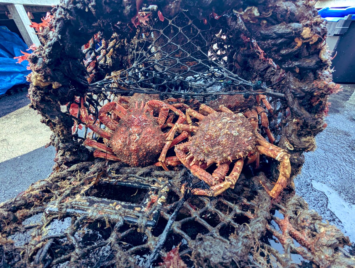 ghost_fishinguk tweet picture