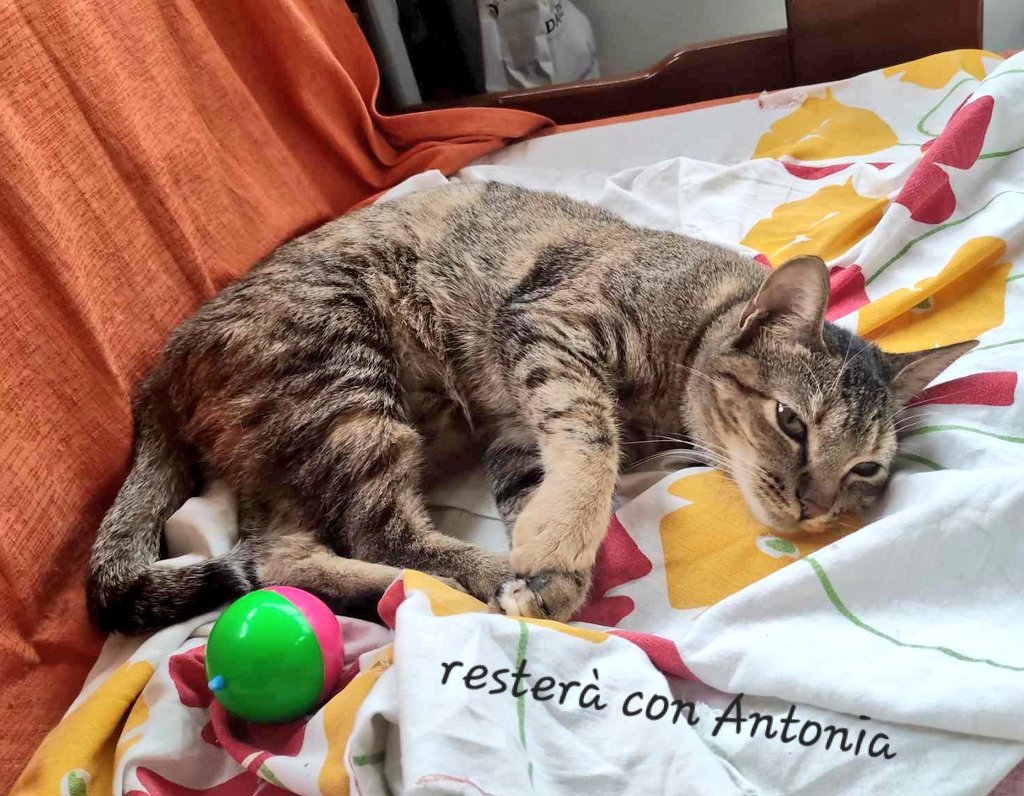 unonlus's tweet photo. #Bhea si è affezionata ad #Antonia che ha deciso di tenerla con sè #adottata
❤️❤️❤️❤️❤️❤️❤️ https://t.co/tbRIEQaXUp