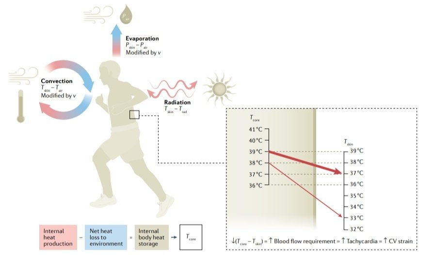 Leo_Santo5's tweet photo. 💎Golpe de Calor Clásico y por Esfuerzo 🥵☀️

📖Definición
📊Epidemiología
Fisiopatología
🩺Diagnóstico
💉Manejo
⚠️Prevención

🔰📚Nature Reviews

https://t.co/hgEuKe40gs

Enlace a Artículo Completo 👇🏻✅🆓https://t.co/xumUMHaxVK https://t.co/5VwibdprAq