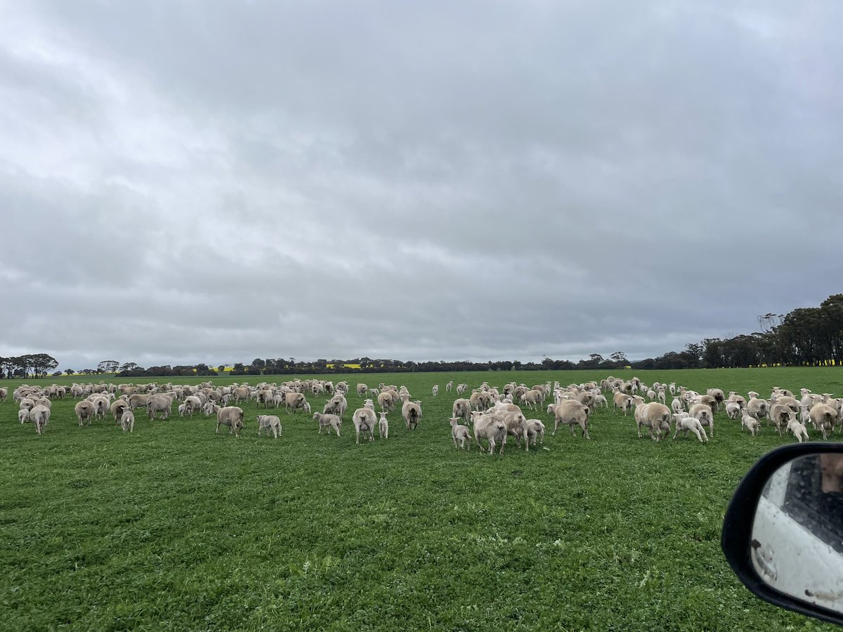 Gwern Thomas tweet media