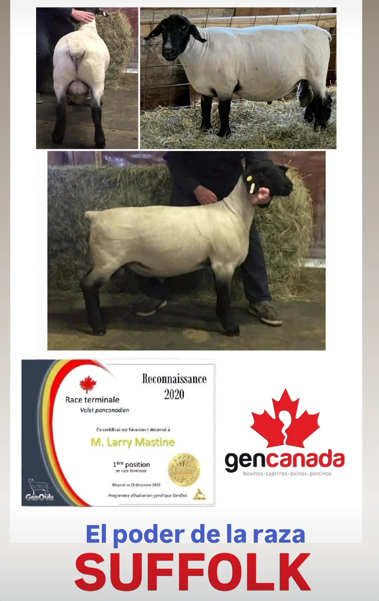 CANNEXION CORP (@cannexion) on Twitter photo Finalmente y despues de años de trabajo, hoy tenemos semen congelado disponible para Colombia y Ecuador, de una de las mejores granjas de la raza SUFFOLK de 🇨🇦 👍
info@gencanada.com 👈
<a href="/CanadaColombia/">Canada in Colombia</a> <a href="/CanadaEcuador/">Canada in Ecuador</a> <a href="/TVAGRONOTICIAS/">TVAgroNoticias</a>
👇👇👇
youtu.be/xcQDag-_m_k?si…
👆👆👆 Finalmente y despues de años de trabajo, hoy tenemos semen congelado disponible para Colombia y Ecuador, de una de las mejores granjas de la raza SUFFOLK de 🇨🇦 👍
info@gencanada.com 👈
<a href="/CanadaColombia/">Canada in Colombia</a> <a href="/CanadaEcuador/">Canada in Ecuador</a> <a href="/TVAGRONOTICIAS/">TVAgroNoticias</a>
👇👇👇
youtu.be/xcQDag-_m_k?si…
👆👆👆
