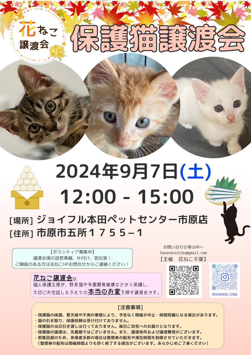 hananekochiba's tweet photo. ９月７日の花ねこ譲渡会は、ジョイフル本田ペットセンター市原店で開催します

＃ジョイフル本田
＃ジョイフル本田ペットセンター市原店 https://t.co/UFJGcSfNpx