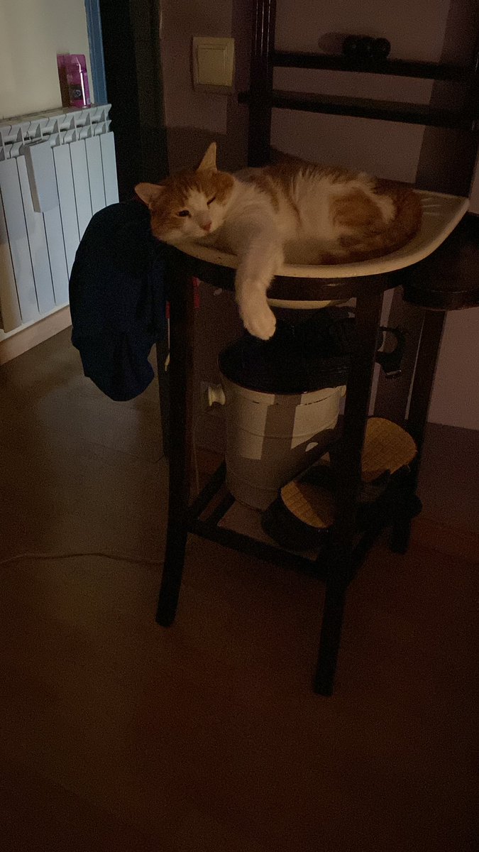 florespatupelo's tweet photo. @twaniimals https://t.co/IGBUZwUY5I