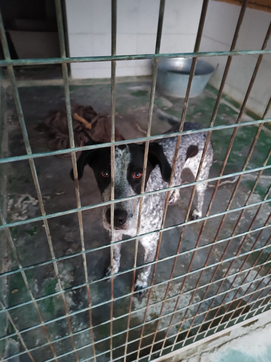 Happy y León siguen soñando con que les llegue su oportunidad, quieren demostrar que pueden ser un compañero perfecto