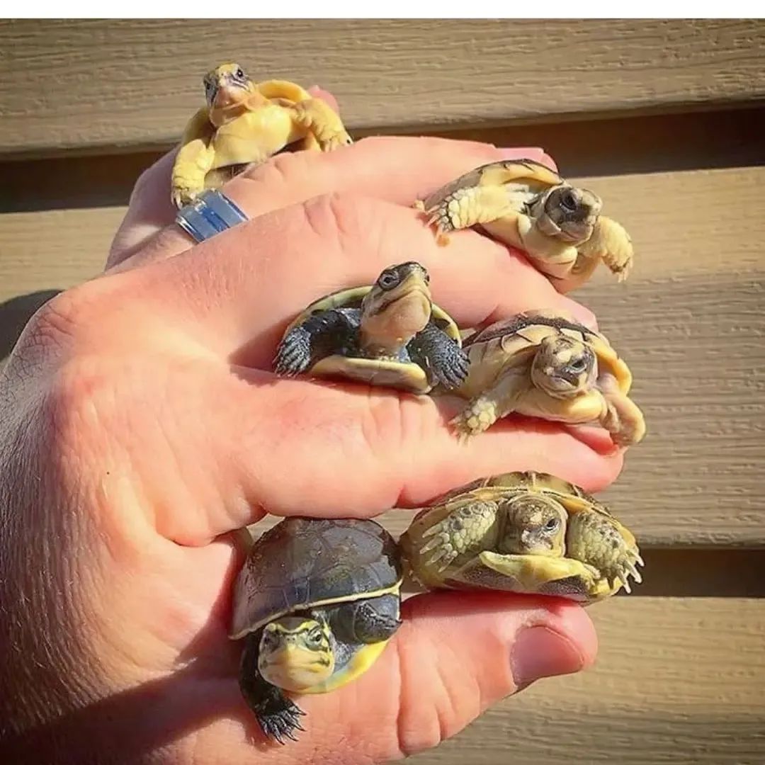 turtlebackzoo_'s tweet image. Squad on point..
#turtleshell #turtlesquad #turtledoves #turtles_insta #paintedturtle #turtleart #snappingturtle #boxturtle #savetheseaturtles #babyturtle #turtlegang #turtleswag #turtleship #stein #teligram #paveldurov #kratos #macron #censorship #caio #ninja