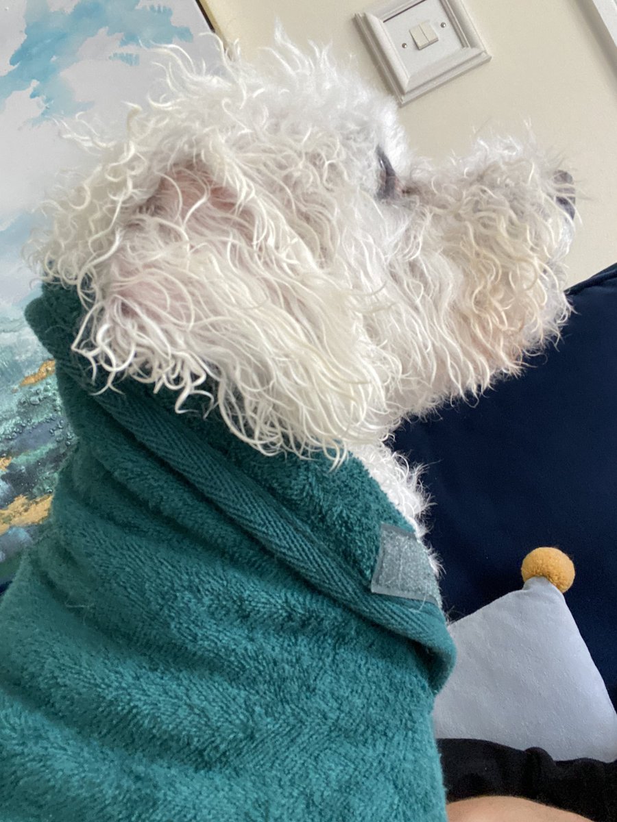 anniemaria987's tweet photo. Mama took me out for a walk in da rain today without a jacketโฆ now I know why #bafftime #curlywurly #smellsoffloofs https://t.co/bEi8G1FvKW