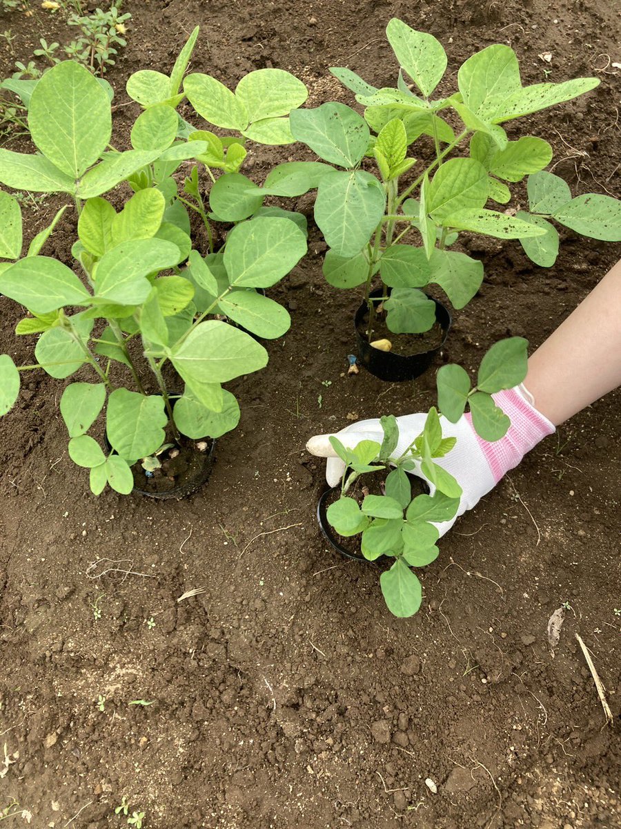 angel_TM_S5's tweet photo. 【農園日記🥕】
久しぶりの農園日記です！
今年の夏は熱中症と戦いながら夏野菜をたくさん収穫しました☺️
1番の驚きは超偏食の私がこの夏は野菜とお魚しか食べないで暮らしていたことです！笑
そして最後は畑で管理栽培されていた花オクラが美味しすぎてみんなにシェアしたくてここに記録しました🥰 https://t.co/OE0cFURuil