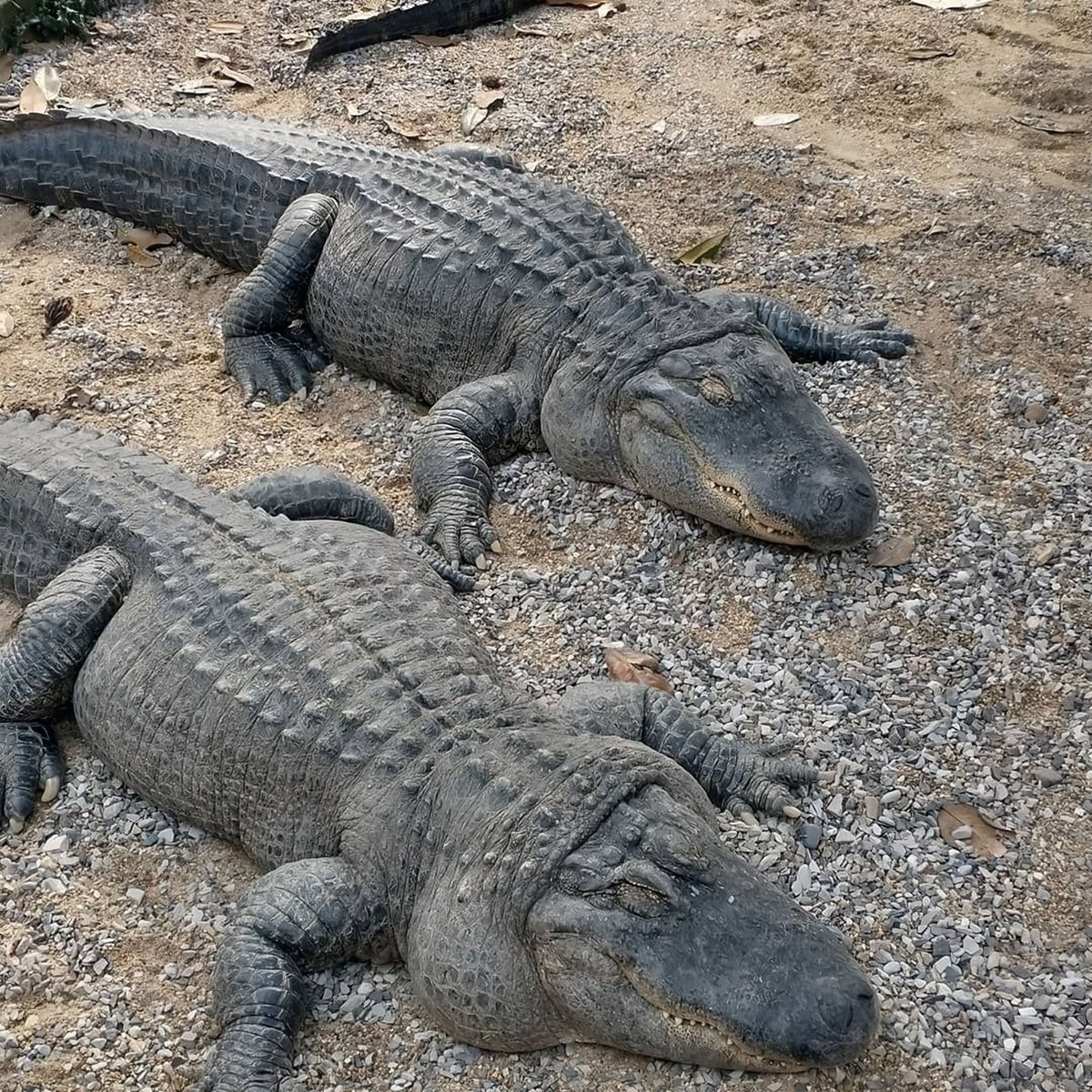 GatorsDaily's tweet photo. me and u <3 https://t.co/CDCopzW9ZT